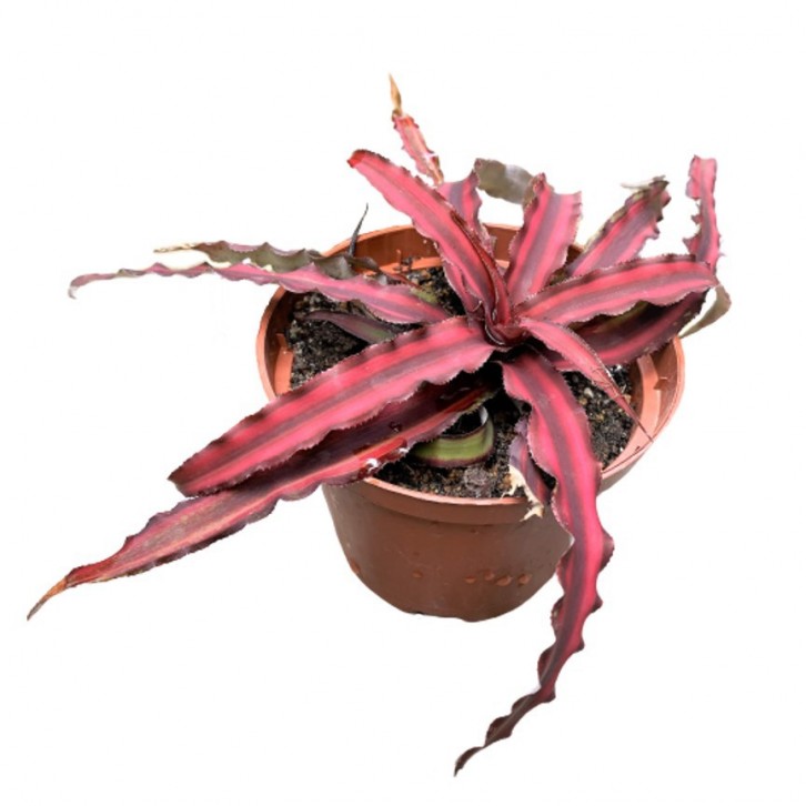 Cryptanthus Bivittatus (Starfish Plant)