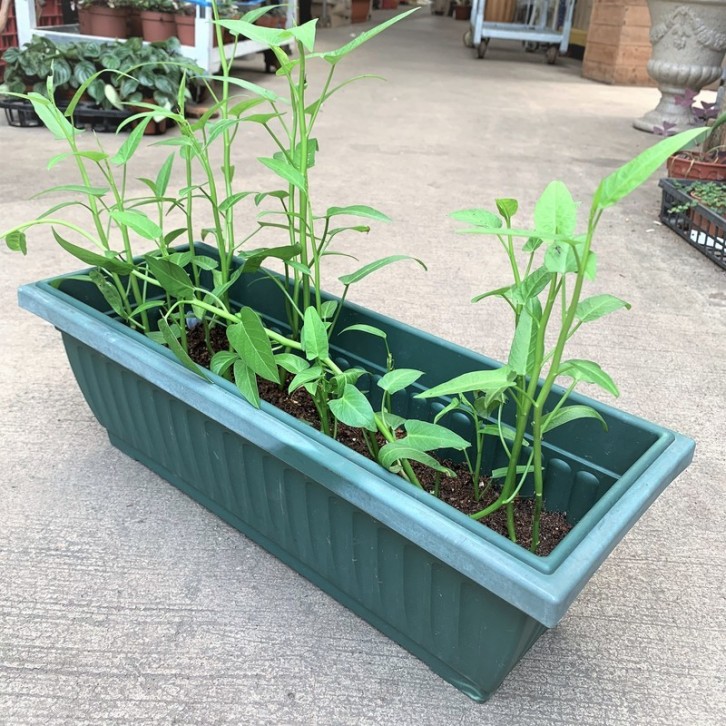 Kang kong (Water Spinach)