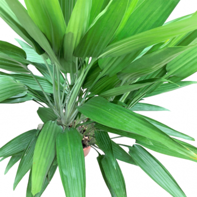 Dracaena Thailoides
