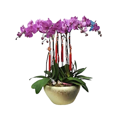 Doritaenopsis Tai Lin Light in Big Golden Pot