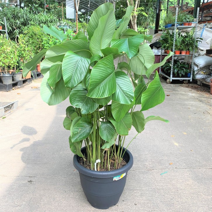 Thaumatococcus Daniellii (Sweet Prayer Plant)