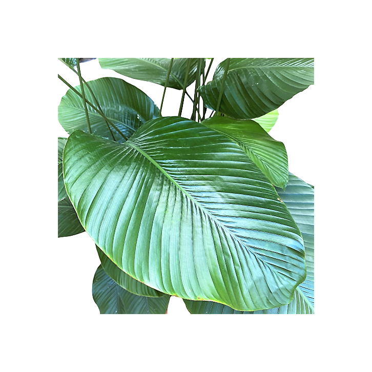 Thaumatococcus Daniellii (Sweet Prayer Plant)