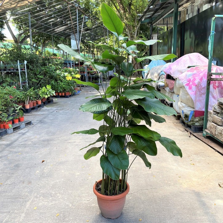 Thaumatococcus Daniellii (Sweet Prayer Plant)