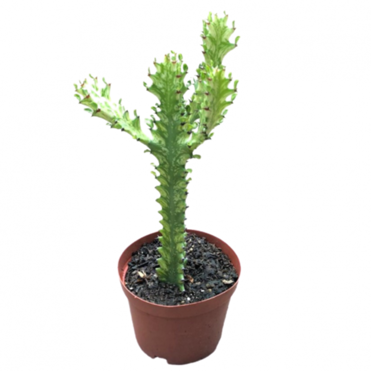 Euphorbia Lactea (Dragon Bones Tree)