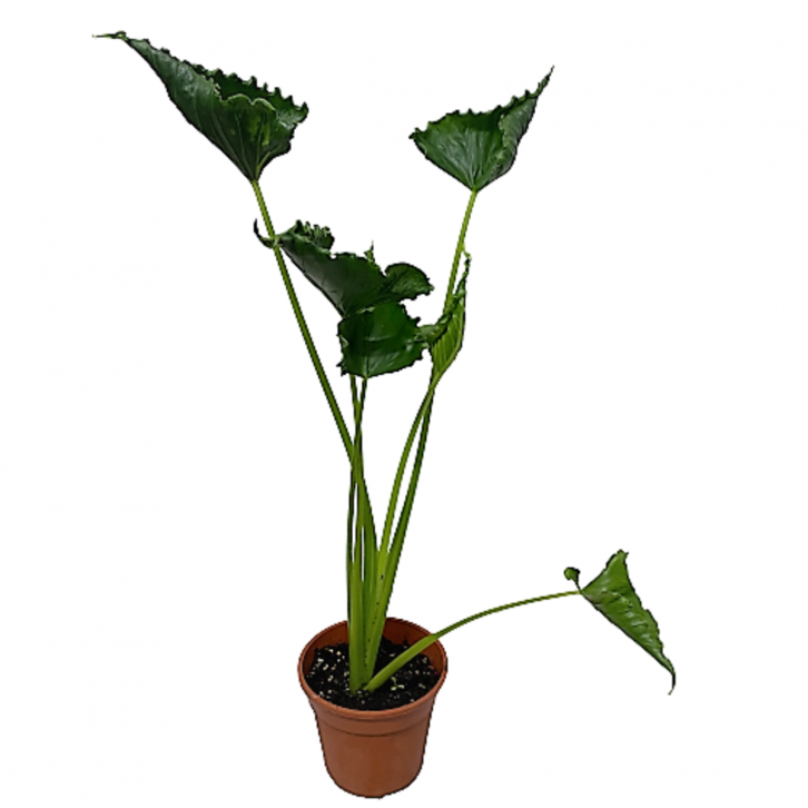 Alocasia Cucullata 'Crinkles'