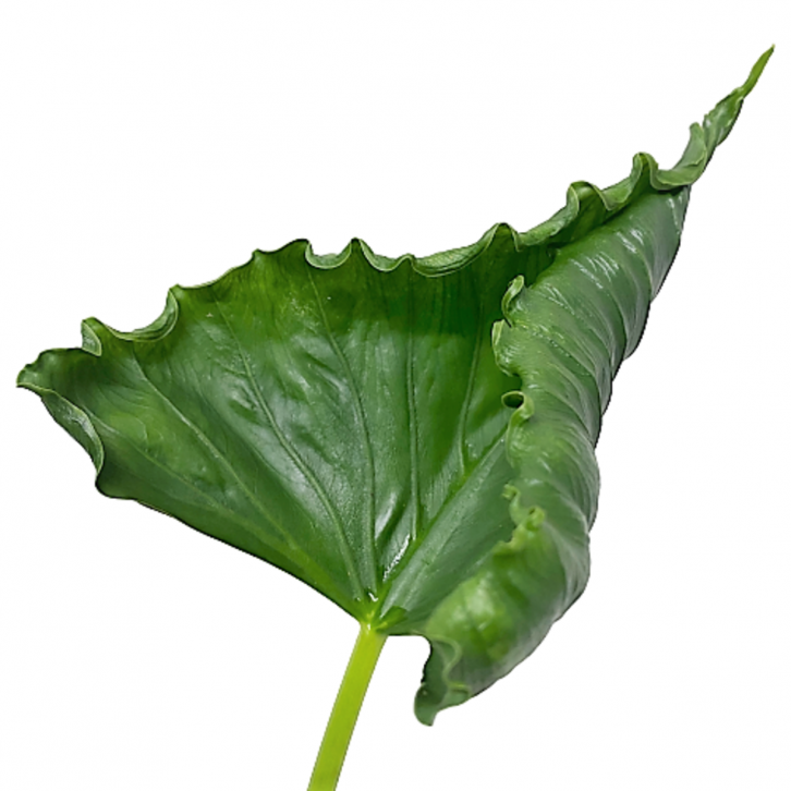 Alocasia Cucullata 'Crinkles'