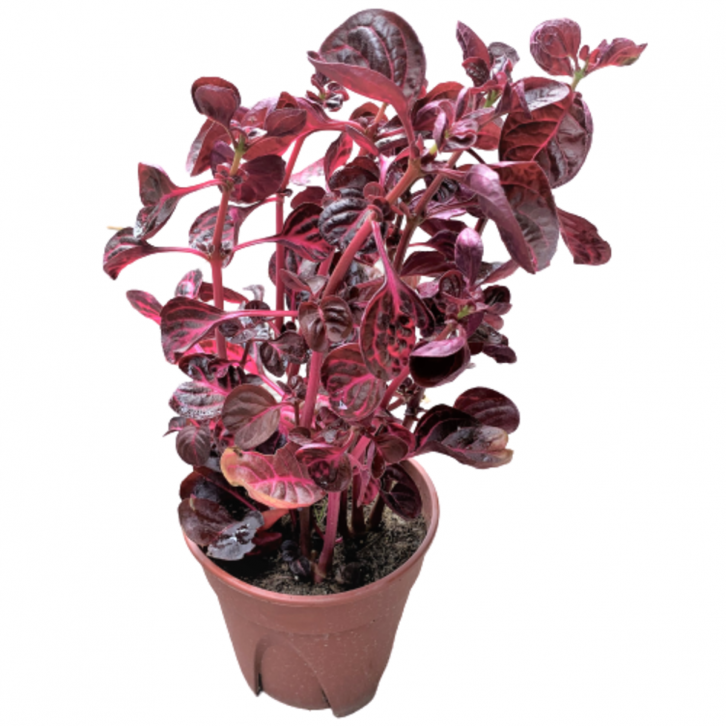Iresine Herbstii (Bloodleaf)