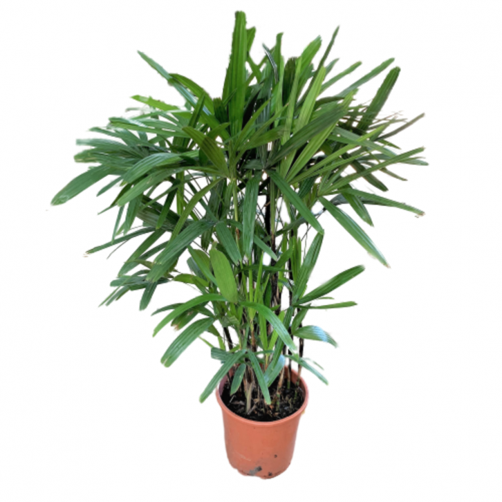 Lady Palm (Rhapis excelxa)