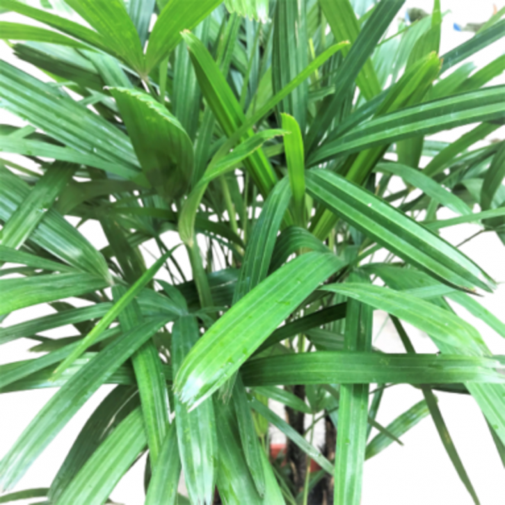 Lady Palm (Rhapis excelxa)