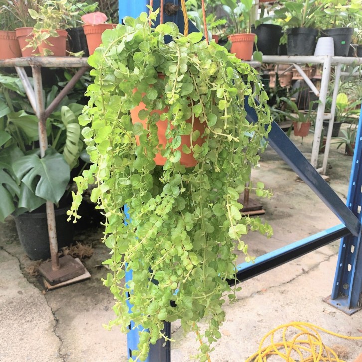 Lysimachia Nummularia (Creeping Jenny)