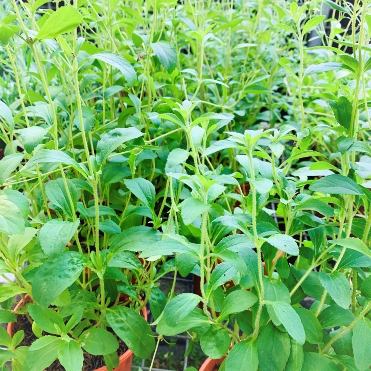 Stevia Rebaudiana 甜菊草