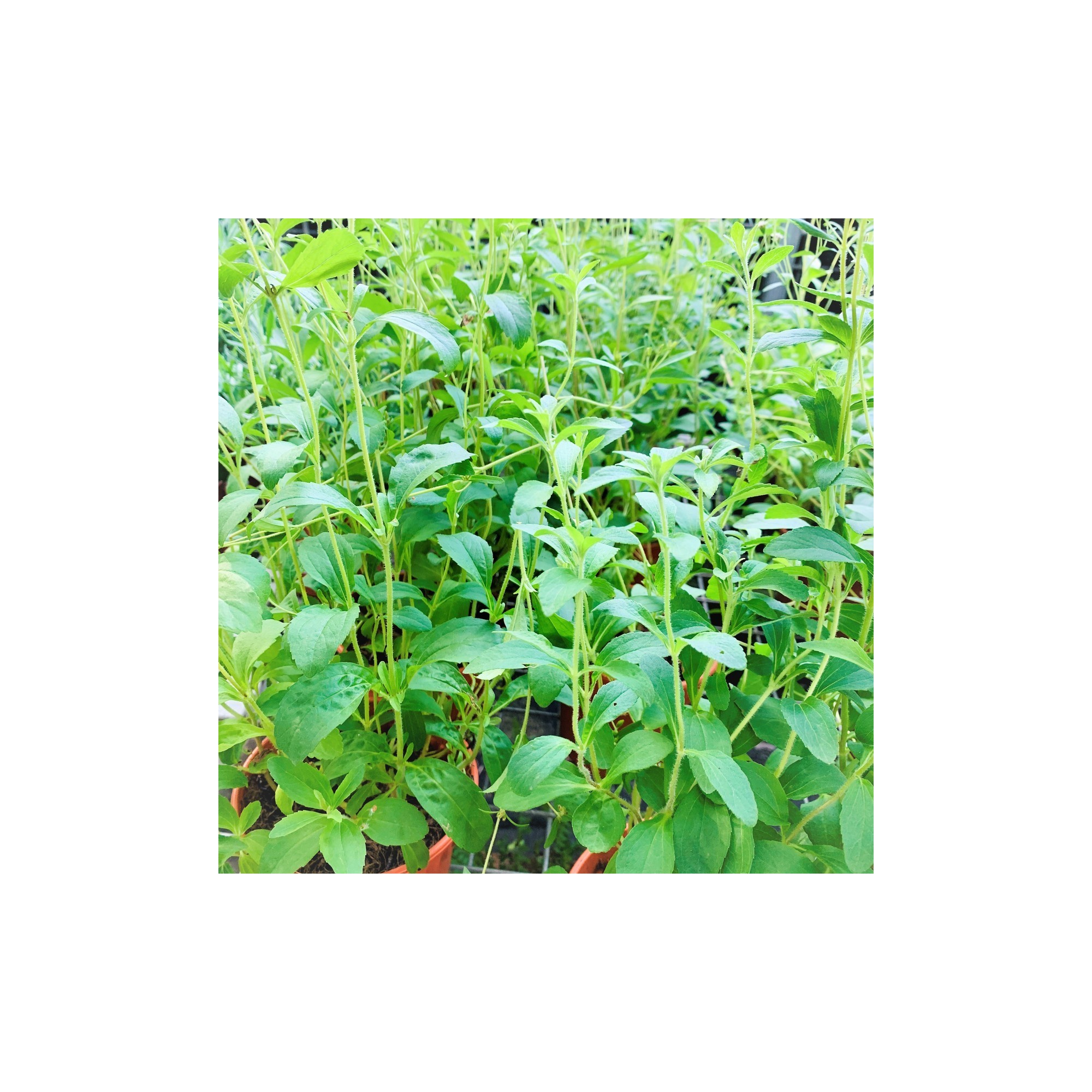 Stevia Rebaudiana