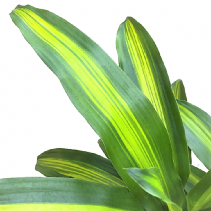 Dracaena Fragrans - Single Stem (Iron Plant)
