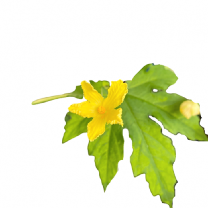 Bitter Gourd (Momordica Charantia)