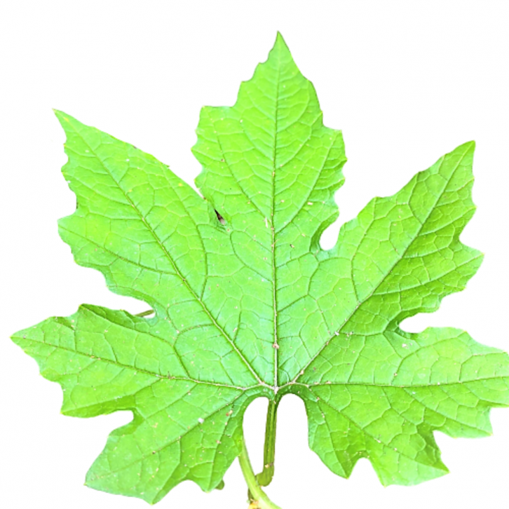 Bitter Gourd (Momordica Charantia)