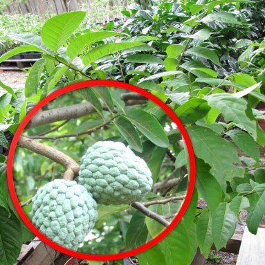 Custard Apple (Annona Squamosa)