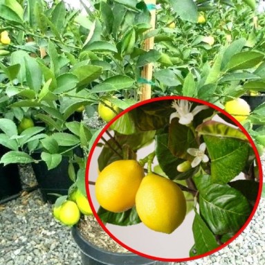 Grafted Lemon (Citrus Limon)