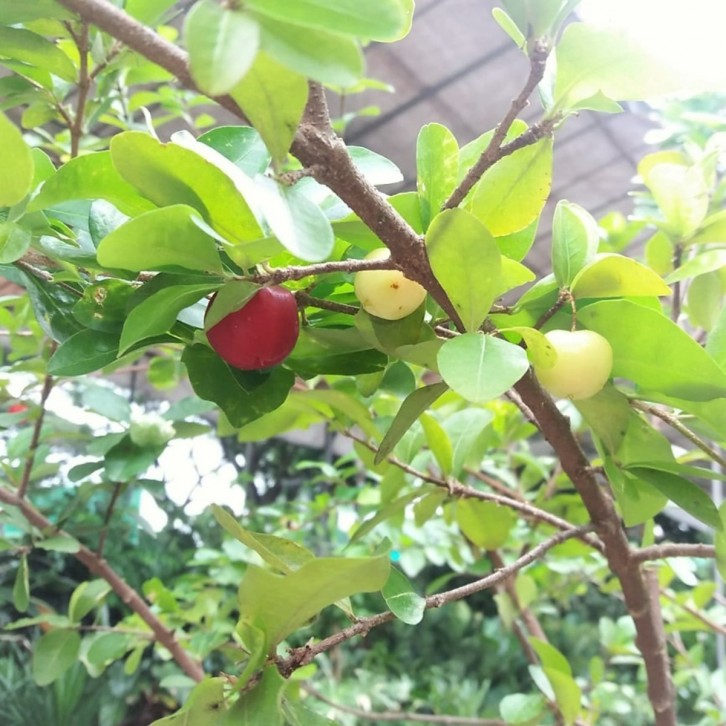 Barbados Cherry (Malpighia Emarginata)