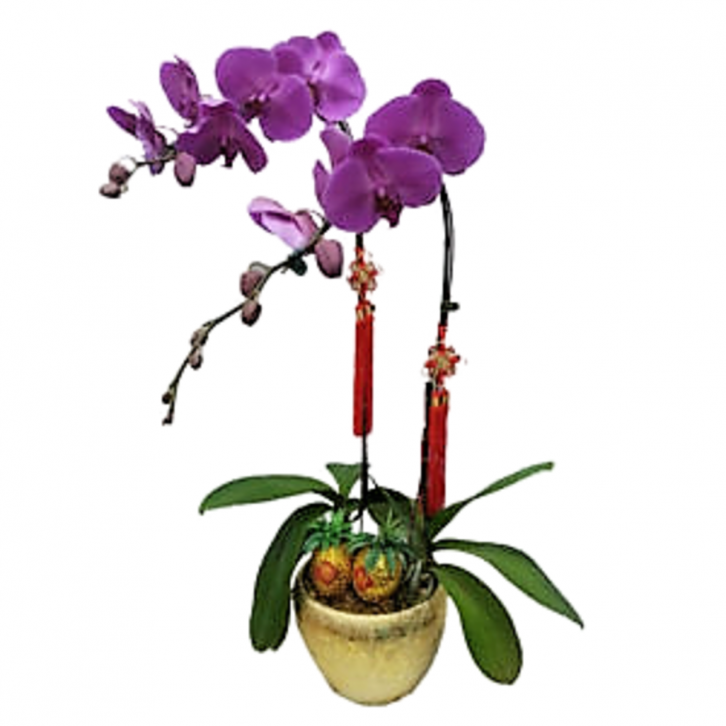 Doritaenopsis Kung Valentine in Golden Pot – Duo Stalks