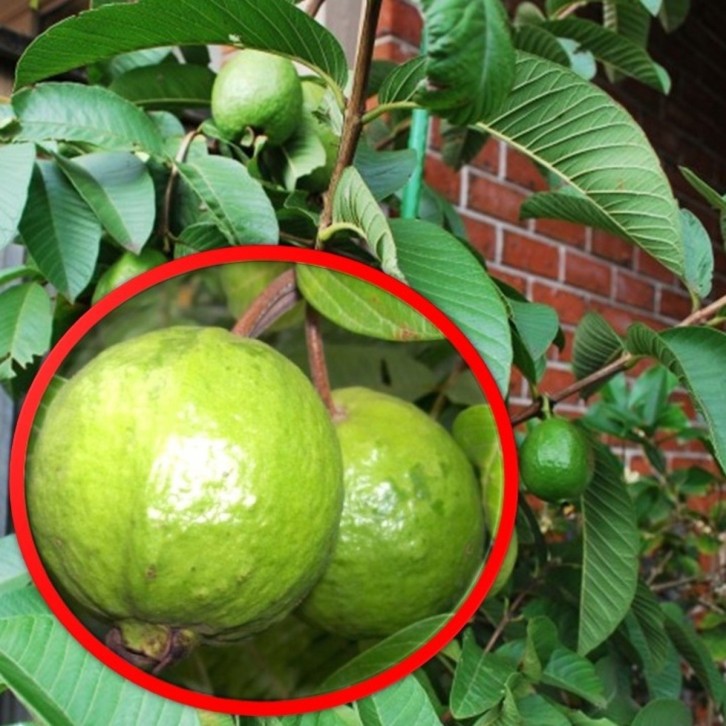 Guava (Psidium Guajava)