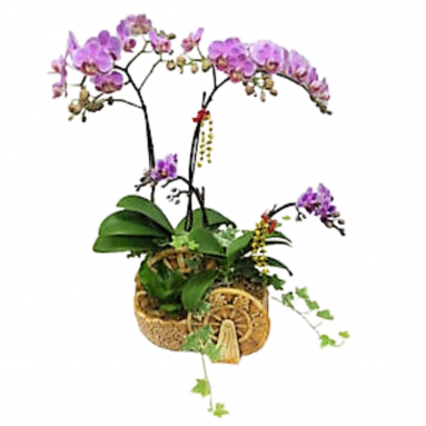 Doritaenopsis Sogo Tris in Oriental Design Pot