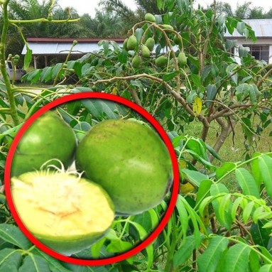 Kedondong 沙梨 (Spondias dulcis)