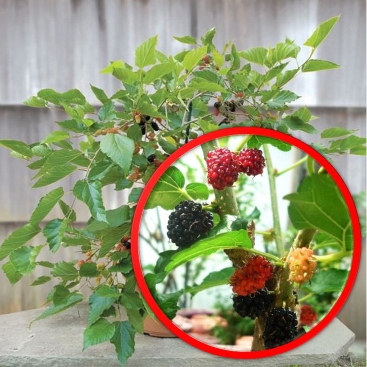 Mulberry (Morus)