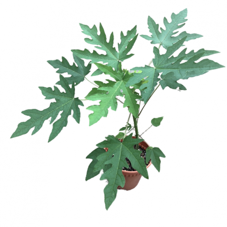 Golden Papaya (Carica Papaya)