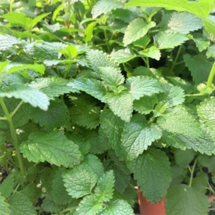 Lemon Balm 柠檬香脂草 (Melissa Officinalis)