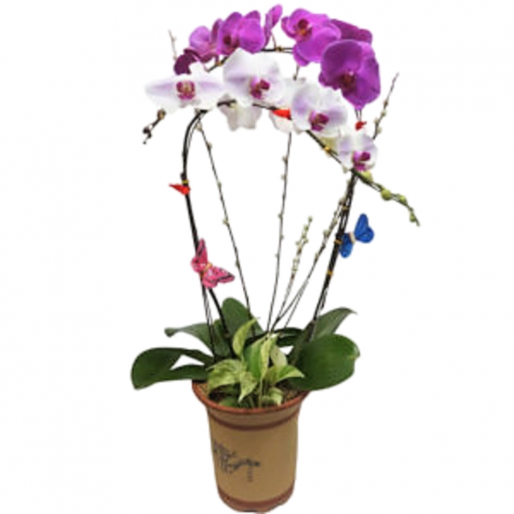 Doritaenopsis Tai Lin Light and Mount Lip in Oriental Design Pot