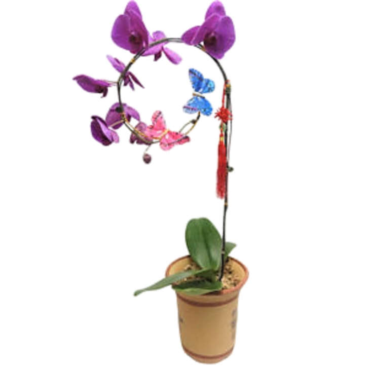 Doritaenopsis Tai Lin Light in Oriental Design Pot