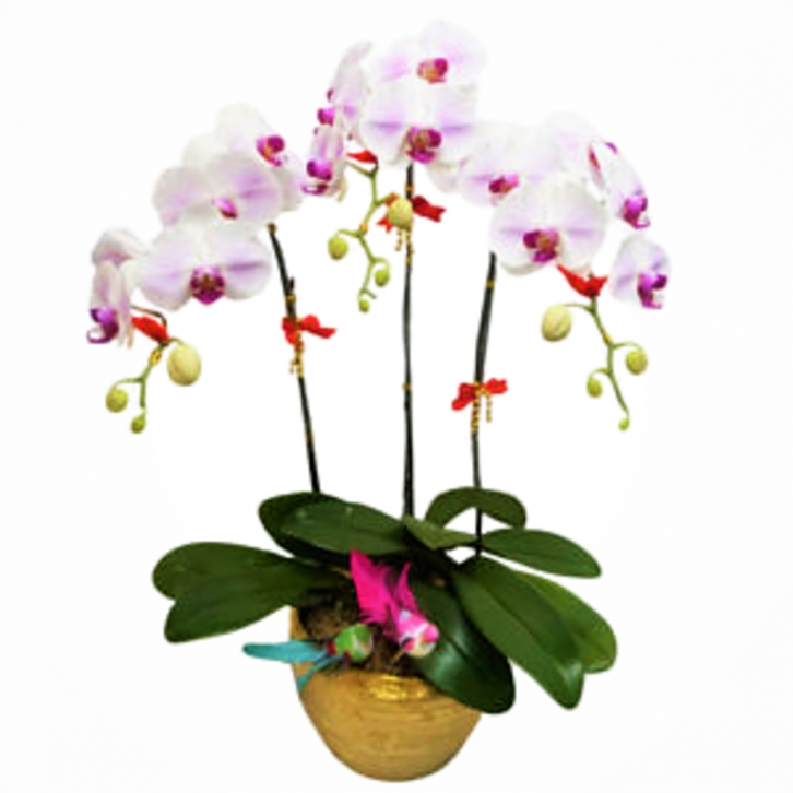 Doritaenopsis Mount Lip in Rustic Pot