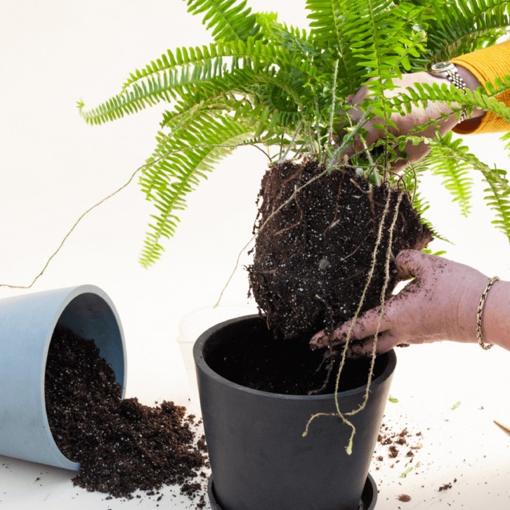 Re-potting Service for Plants (Exclude pot/planting media)