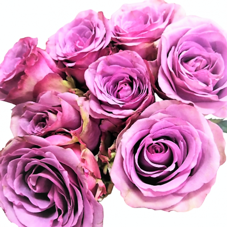 FreshCut Rose