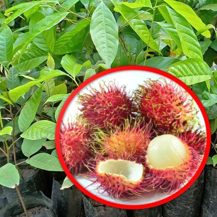 Rambutan (Nephelium lappaceum)