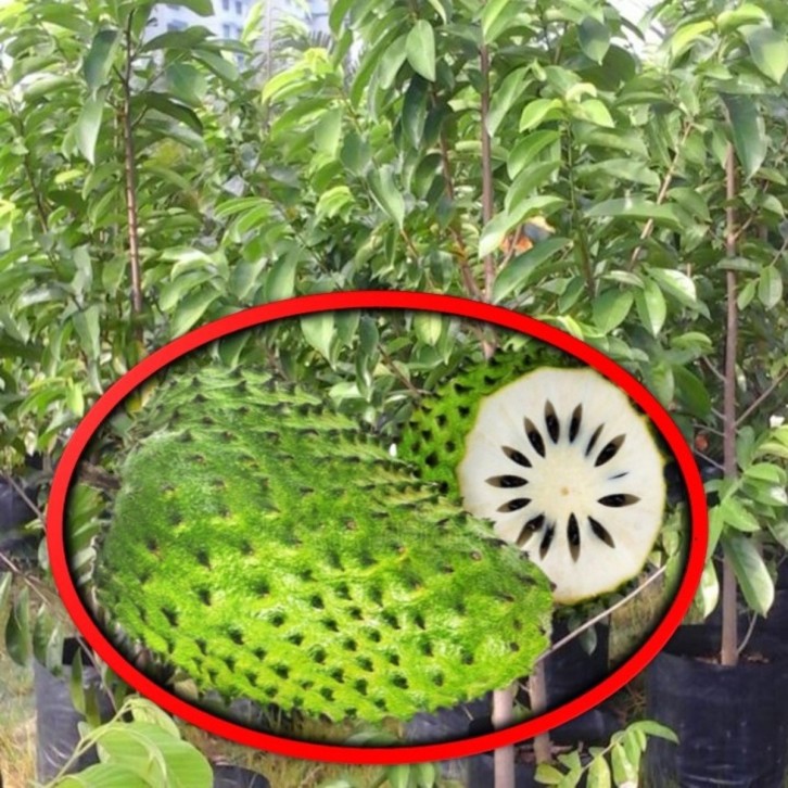 Soursop (Annona muricata)