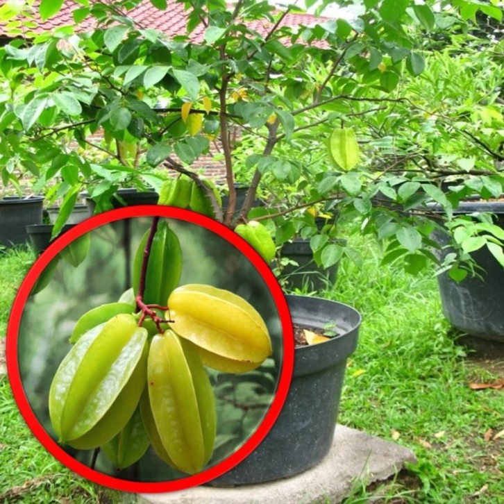 Starfruit (Averrhoa carambola)