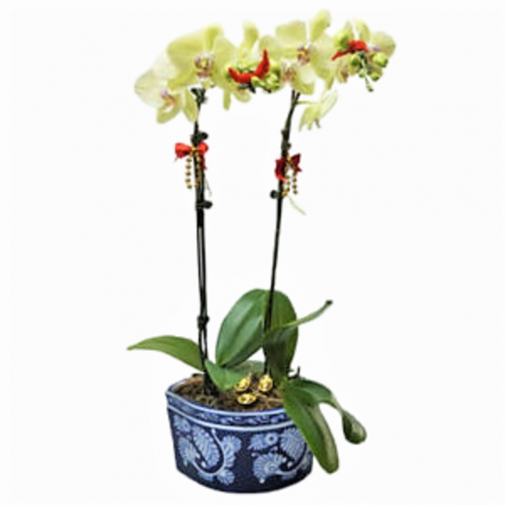 Doritaenopsis Fuller Sunset in Blue Design Pot