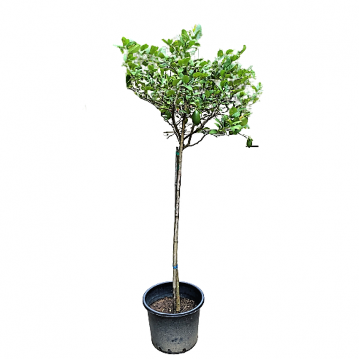 Taiwan Lemon Tree (Topiary)