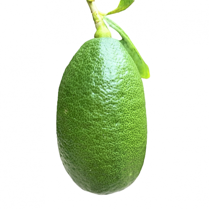 Taiwan Lemon Tree (Topiary)