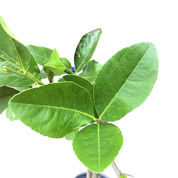 Taiwan Lemon Tree (Topiary)