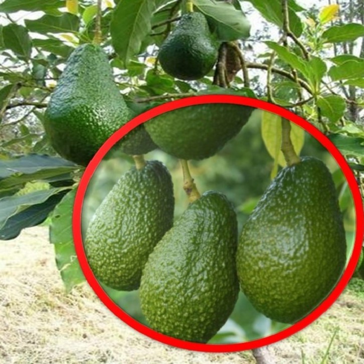 Avocado (Persea Americana)