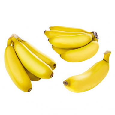 Banana Tree (Musa)