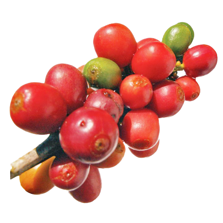 Coffee Arabica (Coffea Arabica)