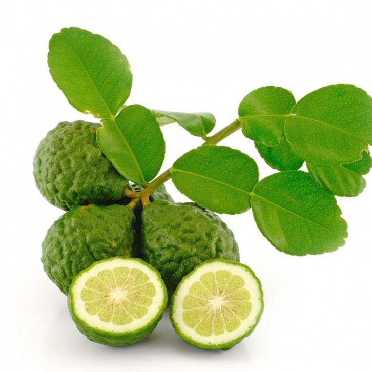 Kaffir Lime (Citrus Hystrix)