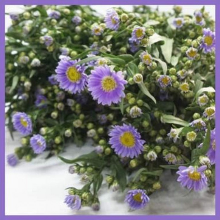 FreshCut Aster