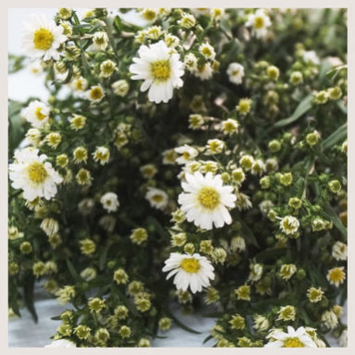 FreshCut Aster