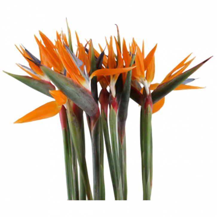 FreshCut Birds of Paradise