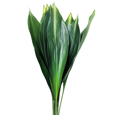 FreshCut Cast Iron Leaves (Aspidistra Elatior Variegated)