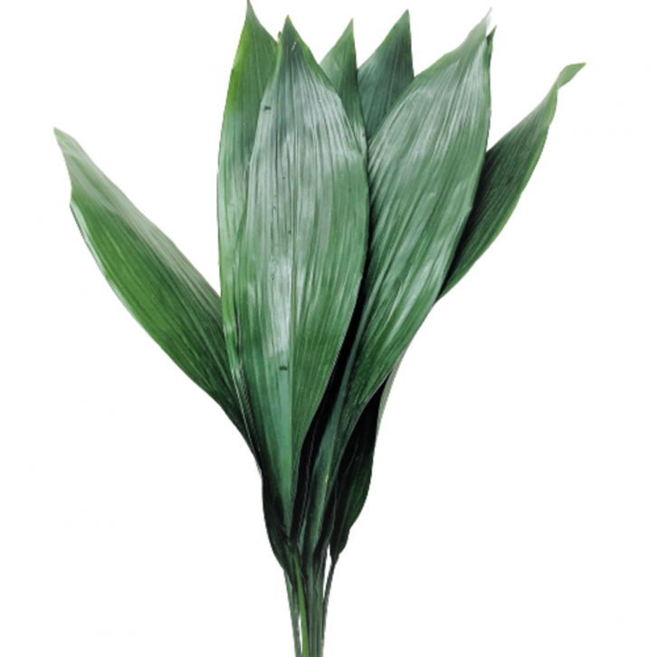 FreshCut Cast Iron Leaves (Aspidistra Elatior)